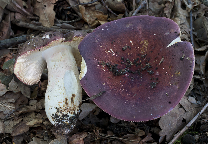 Russula olivacea